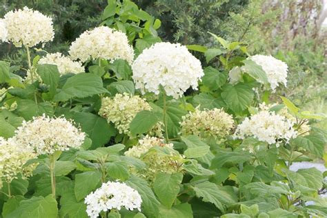 Hydrangea Arborescens Annabelle Care Planting Growing And Pruning