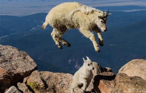 Hold Steady 21 Photos Of Wildlife In Action Mountain Goat Goats