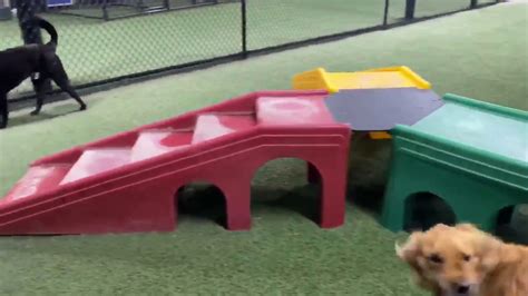 Pet Paradise Tallahassee | VIRTUAL TOUR - YouTube