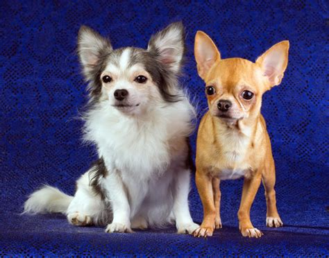 60 Amazing Facts About Chihuahuas That You Didnt Know Minions