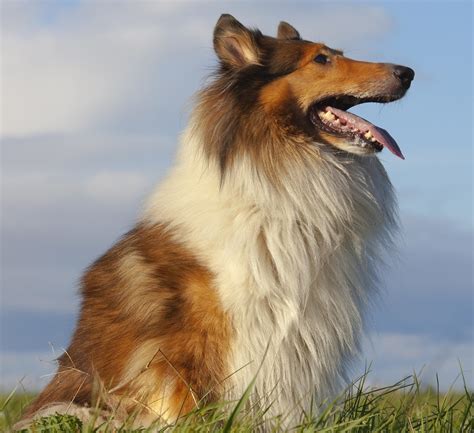 Rough Collie Dog Breed Information Hills Pet