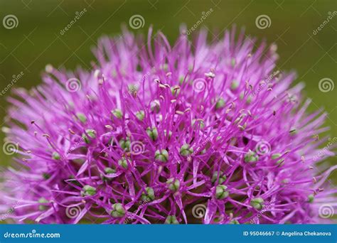 Beautiful Purple Flower Bud In The Summer In The Park Stock Image