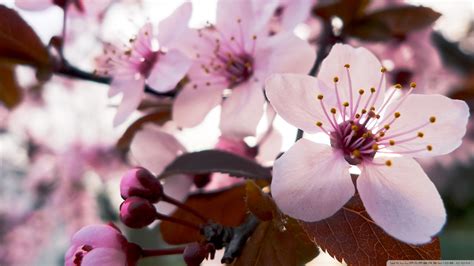 Japanese Cherry Blossom Wallpaper X Images