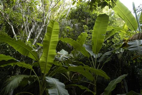 File:Jungle.jpg - Wikipedia