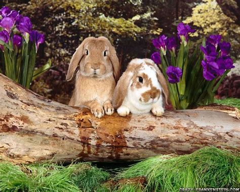 Funny Wallpaper Desktop Easter Bunny Clip Art Pictures