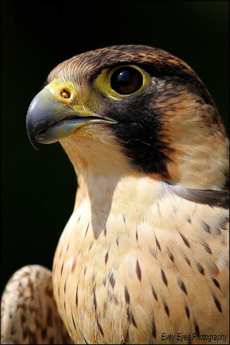 Peregrine Falcon Eye