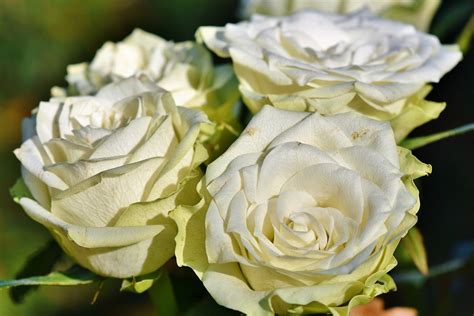 Rosa Fiore Floribunda Foto Gratis Su Pixabay
