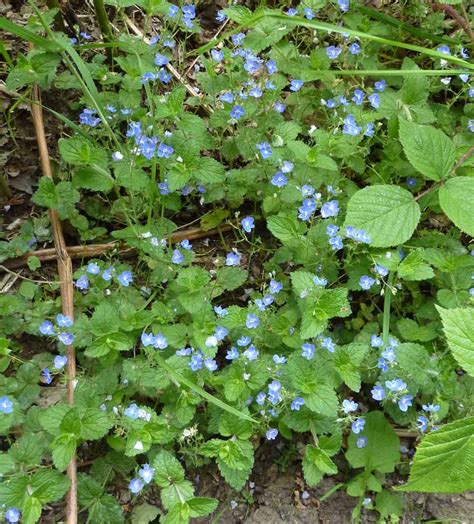 Victor Thomas Coughtrey Field Speedwell