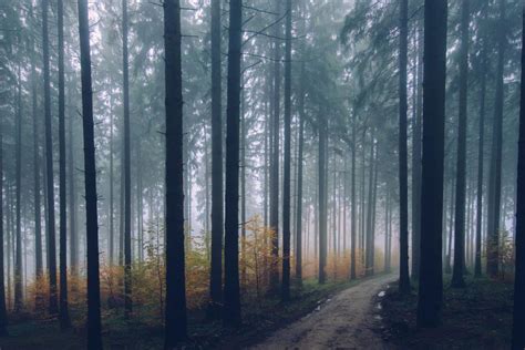 Free Stock Photo Of Foggy Tree Forest Download Free Images And Free