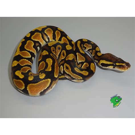 Orange Dream Ball Python Hatchling Strictly Reptiles Inc