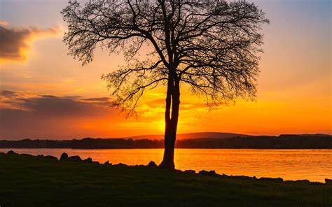 Download Wallpaper 2560x1600 Tree Lake Sunset Shore