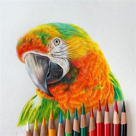 Professional Colored Pencils Set Of 72 Colored Pencil Artwork