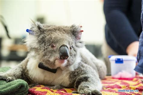 Koalas Return To Aussie Wild After Being Rescued From Bushfires