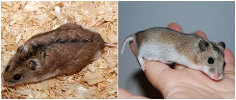 Hamster Chinês Guia Completo Fotos E Como Cuidar