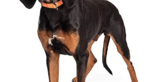 Black And Tan Coonhound Dog Breed Info Guide And Care