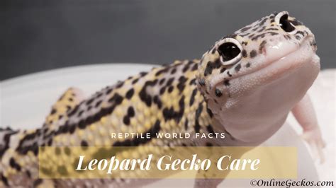 10 Things You Should Know Before You Get A Leopard Gecko
