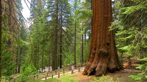 Sequoia And Kings Canyon National Parks Vacations 2017 Package And Save