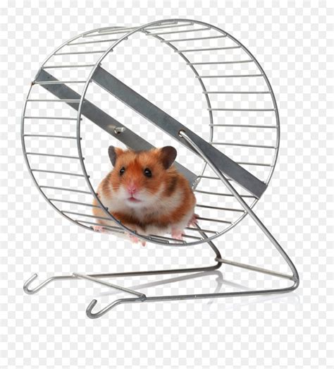Hamster On A Wheel Meme Hd Png Download Vhv