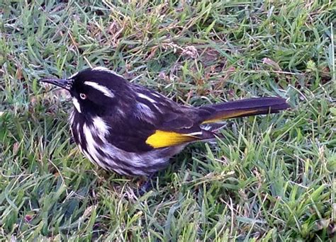 New England Honeyeater Ooh New England Birds Nature Photos Animals