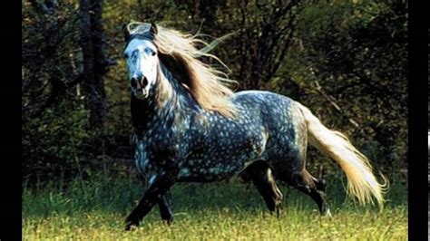 10 Most Beautiful Horses In The World Youtube