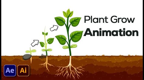How To Create A Plant Growing Animation With After Effects Youtube