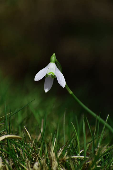 White Snowdrop Flower · Free Stock Photo