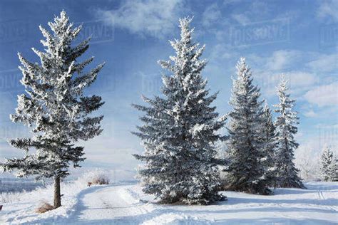 Frosted Snow Covered Evergreen Trees In A Snow Covered Field With Blue