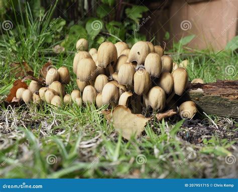 A Cluster Of Wild Mushrooms Growing In A Lawn Stock Image Image Of