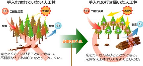 しまね森林活動サポートセンター 森林整備で温暖化防止を