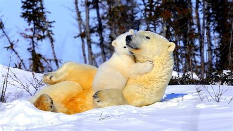 Good News About Polar Bears Thriving As The Arctic Warms