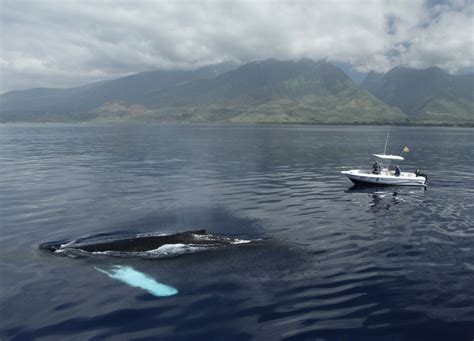 foto zum film humpback whales buckelwale im pazifik bild 5 auf 14 filmstarts de