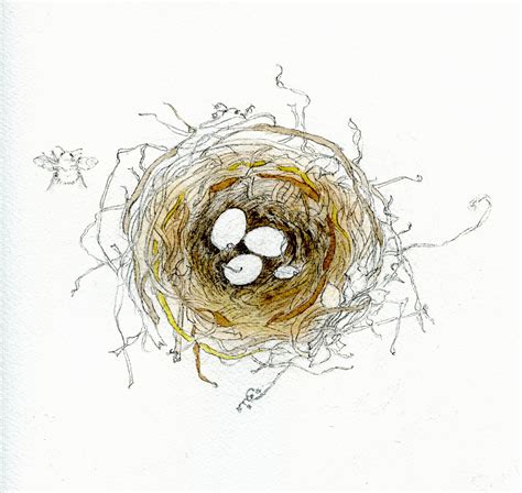 Pencil Drawing Birds Nest Pencildrawing2019