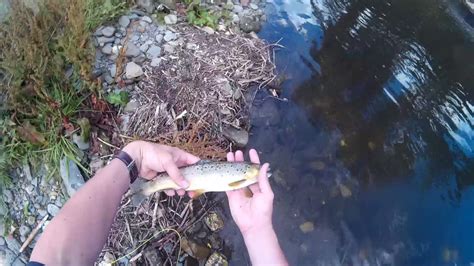 Beautiful Welsh Brown Trout Dry Fly Fishing River Ceiriog