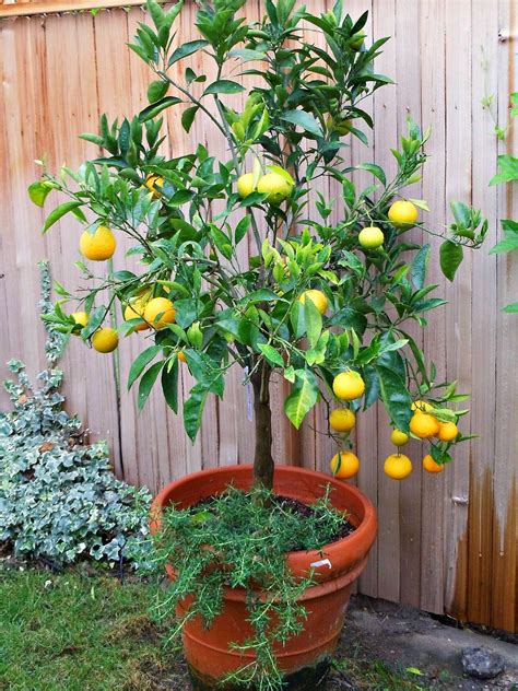 Seeds Dwarf Lisbon Lemon Citrus X Limon Backyard Patio Etsy