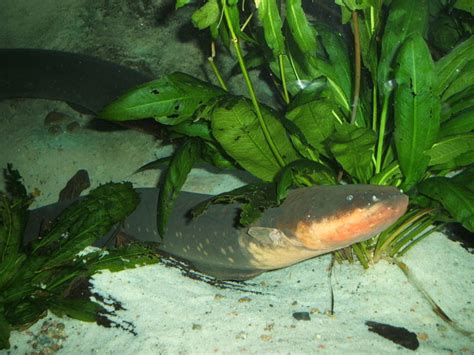 Harga ikan gurame cenderung lebih mahal dan ikan air tawar jenis ini biasanya banyak. 10 Jenis Ikan Air Tawar Paling Ganas di Dunia : Mongabay.co.id