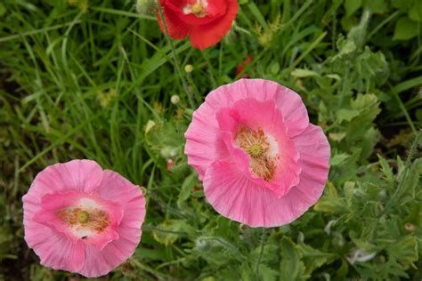 Oriental Poppy Plant Care And Growing Guide