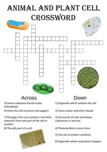 Biology Word Search Puzzle Structure Of Cells Includes Answer Key