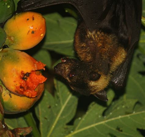 Spectacled Flying Fox Pteropus Conspicillatus