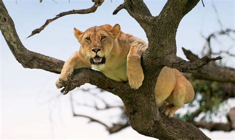 Tree Climbing Lions In Lake Manyara National Park Lake Manyara Safari