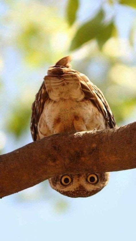 Funny Owls 31 Búhos Divertidos Owl Animales Salvajes