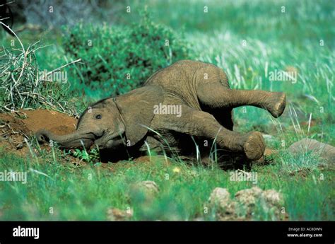 Baby African Elephant Playing In Sand Damaraland Namibia Stock Photo