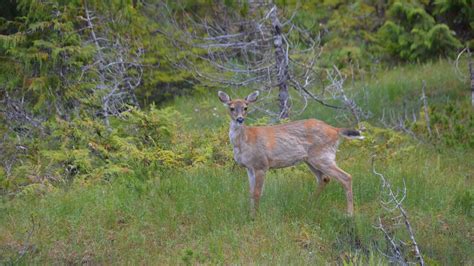 Forest Service Set To Rule On Road Building In Tongass