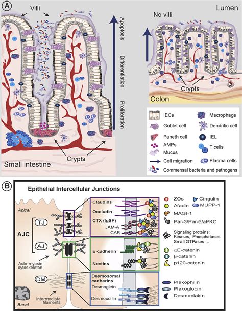 Inflammation And The Intestinal Barrier Leukocyteepithelial Cell
