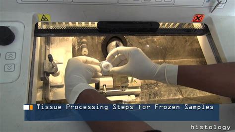 Tissue Processing Steps For Frozen Samples Youtube