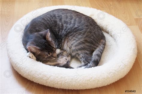 Pet Cat Sleeping In Cat Bed Curled Up In A Stock Photo 104943