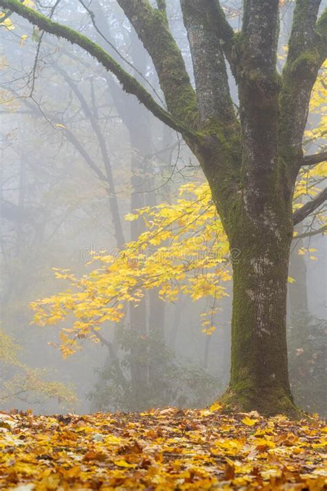 Foggy Forest Fall Colors In Forest Park Portland Oregon Stock Photo