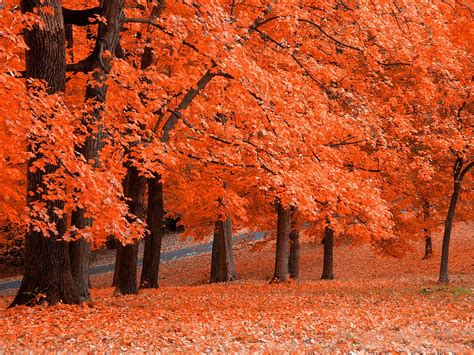 Red Maple Trees Forest Landscape Fall Hd Wallpaper Wallpaper Flare