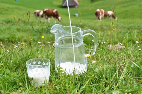 Milk And Cows Stock Image Image Of Ecologic Country 40363917