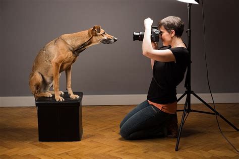 A Day In The Life Of Pet Portrait Photographer Petphotography Pet