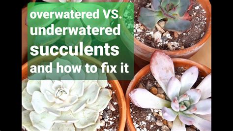 34 When To Water Succulents Overwatered Vs Underwatered And How To